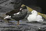Image. Kelp Goose