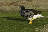 Image. Kelp Goose