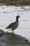 Image. Kelp Goose