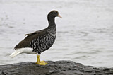 Image. Kelp Goose