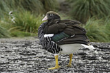 Image. Kelp Goose