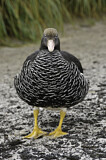 Image. Kelp Goose