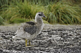 Image. Kelp Goose
