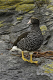 Image. Kelp Goose