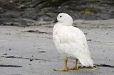 Image. Kelp Goose