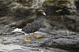 Image. Kelp Goose