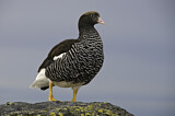 Image. Kelp Goose