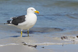 Image. Kelp Gull