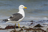 Image. Kelp Gull