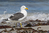 Image. Kelp Gull