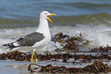 Image. Kelp Gull