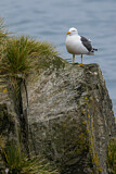 Image. Kelp Gull