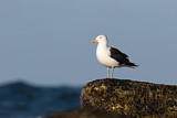 Image. Kelp Gull