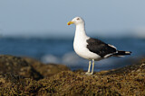 Image. Kelp Gull