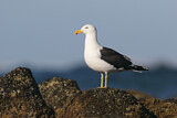 Image. Kelp Gull