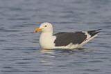 Image. Kelp Gull