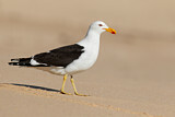 Image. Kelp Gull