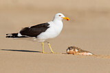 Image. Kelp Gull