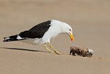 Image. Kelp Gull