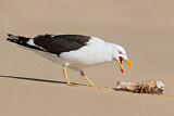 Image. Kelp Gull