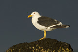Image. Kelp Gull