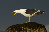Image. Kelp Gull