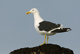 Image. Kelp Gull
