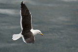 Image. Kelp Gull