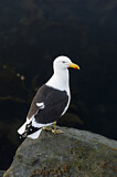 Image. Kelp Gull
