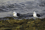 Image. Kelp Gull