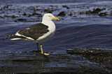 Image. Kelp Gull