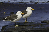 Image. Kelp Gull