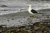 Image. Kelp Gull