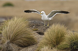 Image. Kelp Gull