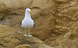 Image. Kelp Gull