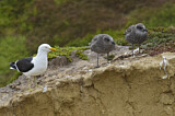 Image. Kelp Gull