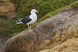Image. Kelp Gull