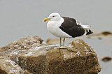 Image. Kelp Gull