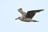 Image. Kelp Gull