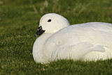 Image. Kelpgans