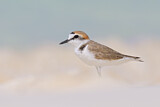 Image. Kentish Plover