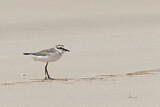 Image. Kentish Plover