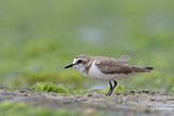 Image. Kentish Plover