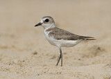 Image. Kentish Plover