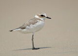 Image. Kentish Plover