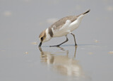 Image. Kentish Plover