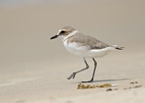Image. Kentish Plover