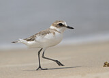 Image. Kentish Plover