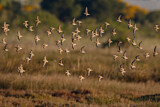 Image. Kentish Plover