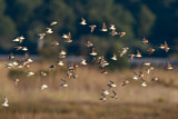Image. Kentish Plover
